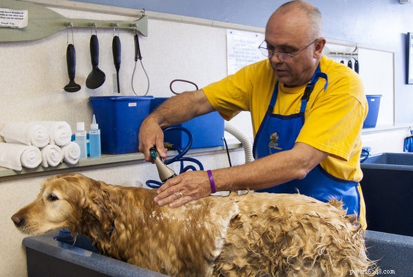 Top Puppy Shampoos: Expert Guide to Safe, Effective Bathing