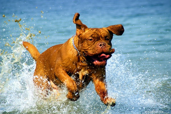 Top Puppy Shampoos: Expert Guide to Safe, Effective Bathing