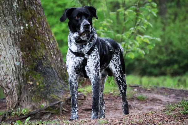 Pointer Dogs Explained: Breeds, Hunting Roles, and Modern Applications