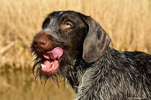 Pointer Dogs Explained: Breeds, Hunting Roles, and Modern Applications