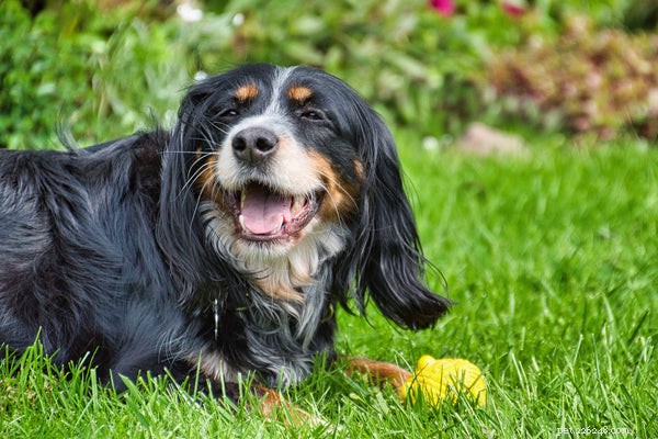 Pointer Dogs Explained: Breeds, Hunting Roles, and Modern Applications