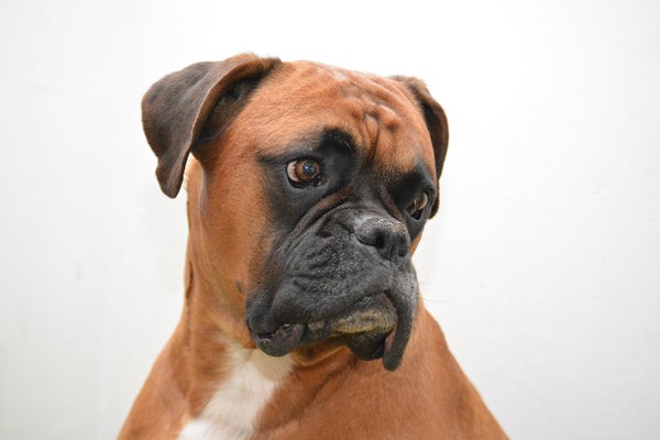 Boxer Dog Temperament: Playful, Energetic & Family‑Friendly