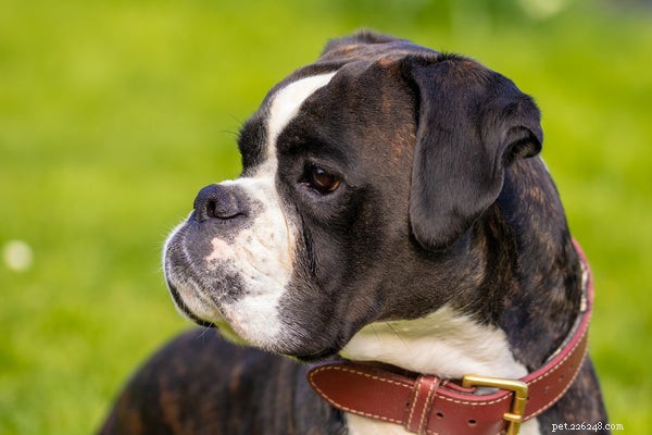 Boxer Dog Temperament: Playful, Energetic & Family‑Friendly