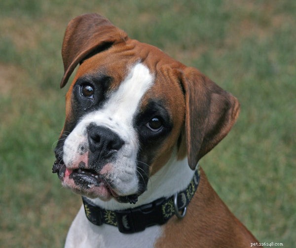 Boxer Dog Temperament: Playful, Energetic & Family‑Friendly
