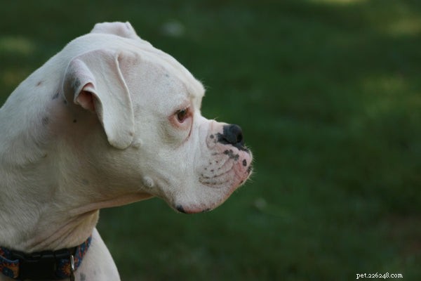 Boxer Dog Temperament: Playful, Energetic & Family‑Friendly