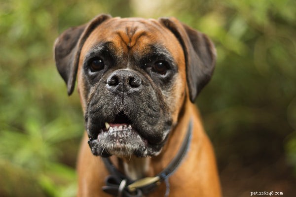 Boxer Dog Temperament: Playful, Energetic & Family‑Friendly