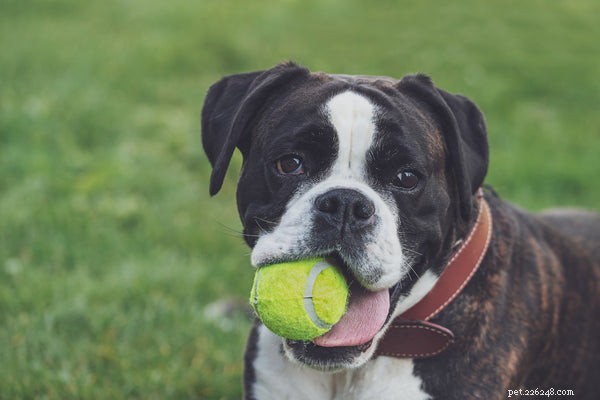 Boxer Dog Temperament: Playful, Energetic & Family‑Friendly