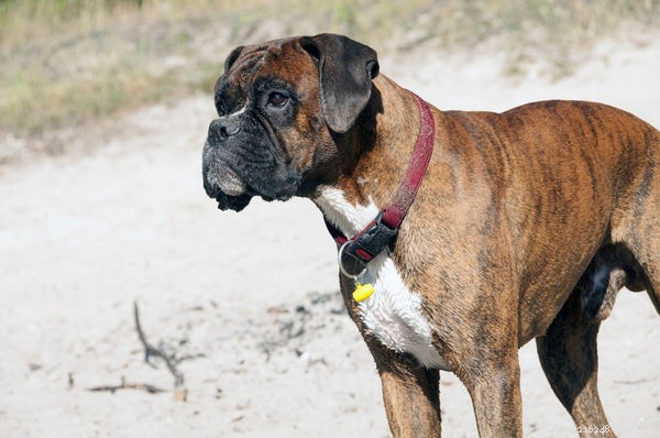 Boxer Dog Temperament: Playful, Energetic & Family‑Friendly