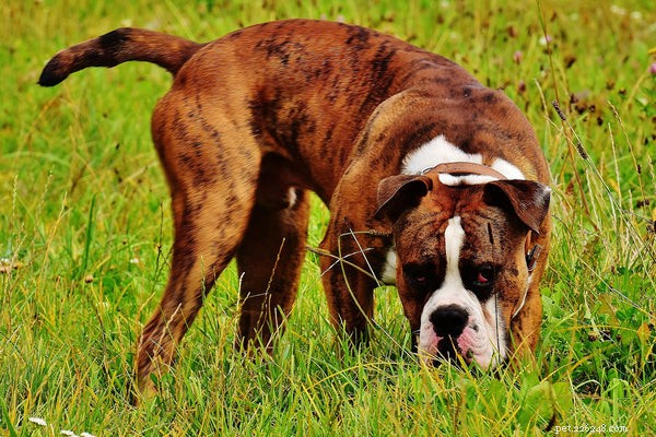 Boxer Dog Temperament: Playful, Energetic & Family‑Friendly
