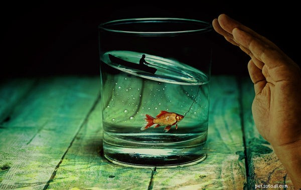 Explore Goldfish Varieties: A Guide to Choosing and Caring for Your Pet Fish