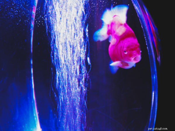 Explore Goldfish Varieties: A Guide to Choosing and Caring for Your Pet Fish
