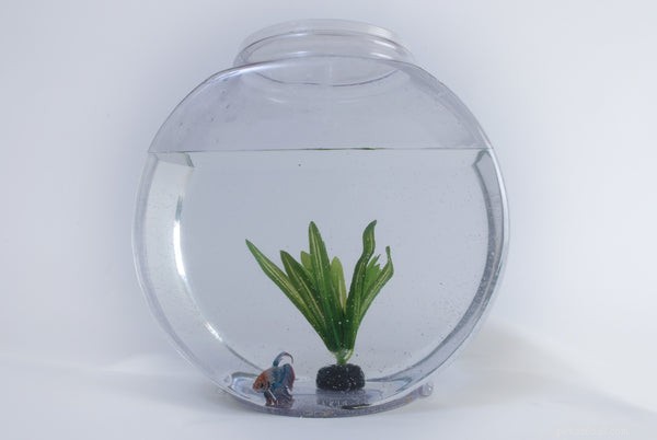 Explore Goldfish Varieties: A Guide to Choosing and Caring for Your Pet Fish