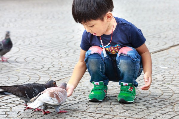 Doves vs Pigeons: Key Differences Explained