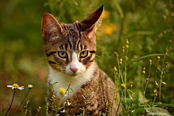 How to Ensure Your Cat Is Happy: Decode Their Body Language and Keep Them Content