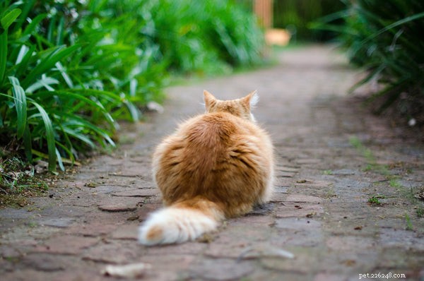 How to Ensure Your Cat Is Happy: Decode Their Body Language and Keep Them Content