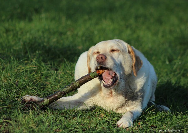 Yellow Labrador Retrievers: The Ultimate Family & Service Companion