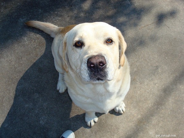 Yellow Labrador Retrievers: The Ultimate Family & Service Companion