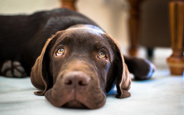 Yellow Labrador Retrievers: The Ultimate Family & Service Companion