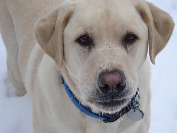 Yellow Labrador Retrievers: The Ultimate Family & Service Companion