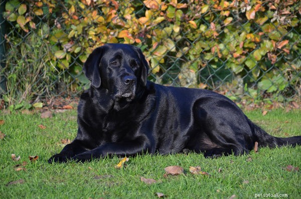 Yellow Labrador Retrievers: The Ultimate Family & Service Companion
