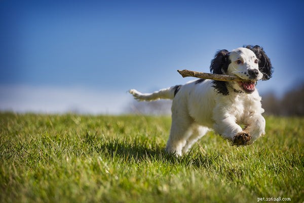 Essential Dog Care Guide: Nutrition, Habitat, and Grooming Tips