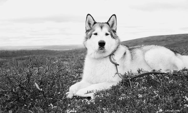 Alaskan Malamute Guide: Essential Facts for Prospective Owners
