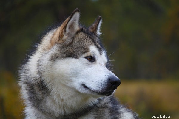 Alaskan Malamute Guide: Essential Facts for Prospective Owners