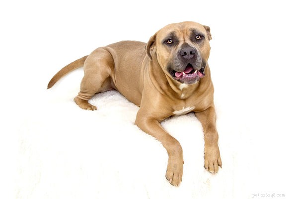 Pit Bull Breeds Explained: Key Facts & Myths Debunked