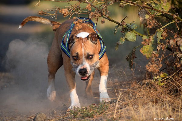 Pit Bull Breeds Explained: Key Facts & Myths Debunked