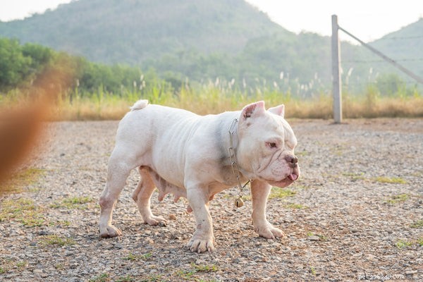 Pit Bull Breeds Explained: Key Facts & Myths Debunked