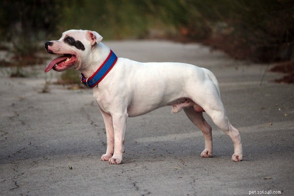 Pit Bull Breeds Explained: Key Facts & Myths Debunked