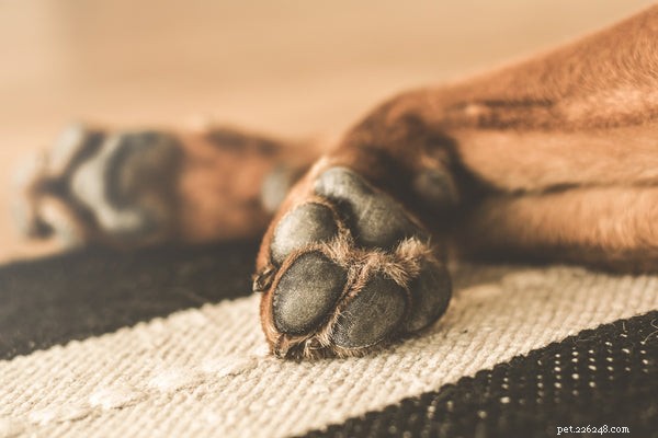 Understanding Dogs with Webbed Feet: A Guide for Prospective Owners