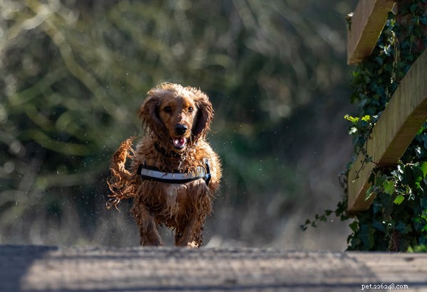 Understanding Dogs with Webbed Feet: A Guide for Prospective Owners
