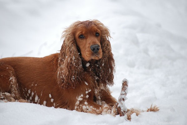 Understanding Dogs with Webbed Feet: A Guide for Prospective Owners