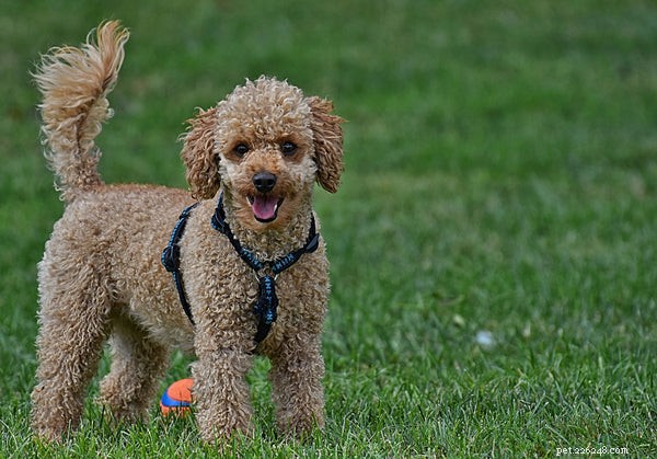Understanding Dogs with Webbed Feet: A Guide for Prospective Owners