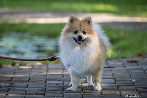 Pomeranian Temperament: Understanding Your Tiny, Spirited Companion