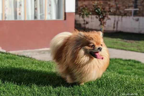Pomeranian Temperament: Understanding Your Tiny, Spirited Companion