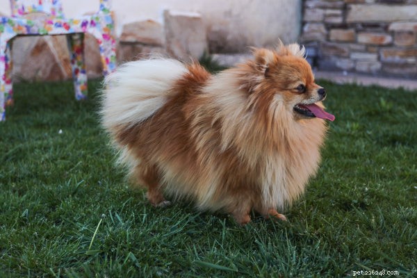 Pomeranian Temperament: Understanding Your Tiny, Spirited Companion