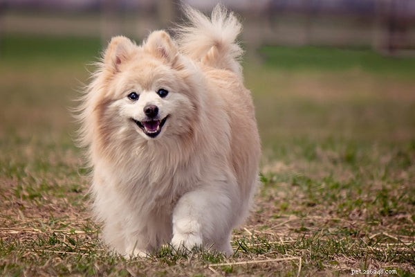 Pomeranian Temperament: Understanding Your Tiny, Spirited Companion