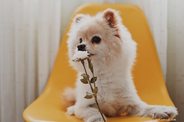 Pomeranian Temperament: Understanding Your Tiny, Spirited Companion