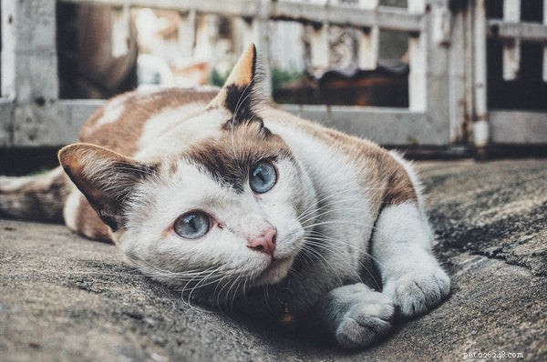 Understanding Cat Diabetes: Key Symptoms and Effective Treatments
