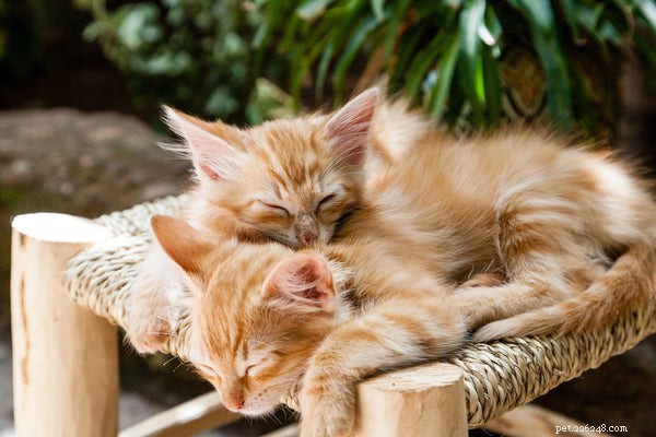 Understanding Cat Diabetes: Key Symptoms and Effective Treatments
