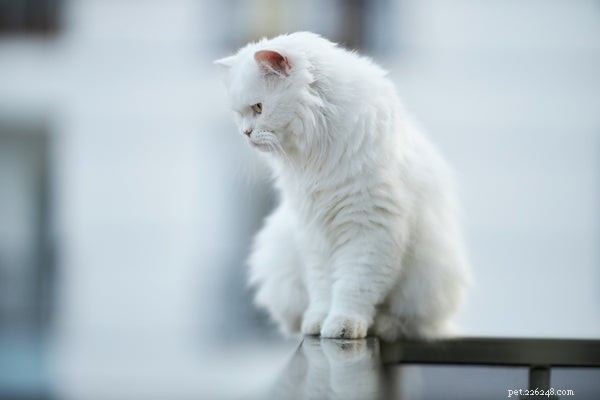 Understanding Cat Diabetes: Key Symptoms and Effective Treatments