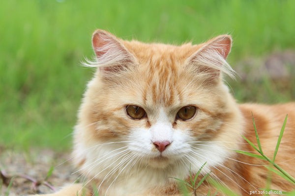 Understanding Cat Diabetes: Key Symptoms and Effective Treatments