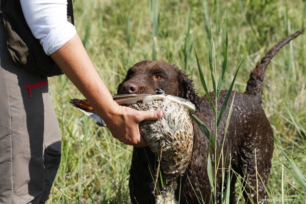 Retrievers: Top Breeds & What to Know