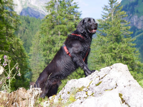 Retrievers: Top Breeds & What to Know
