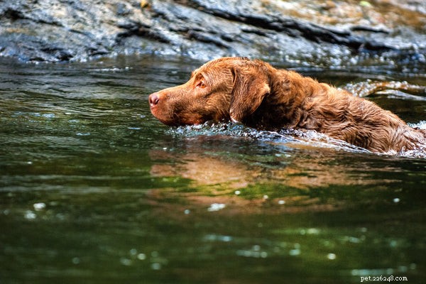 Retrievers: Top Breeds & What to Know