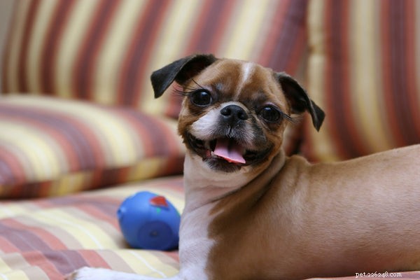 Top Dog Shampoos for All Skin Types – Find the Best Choice for Your Pup