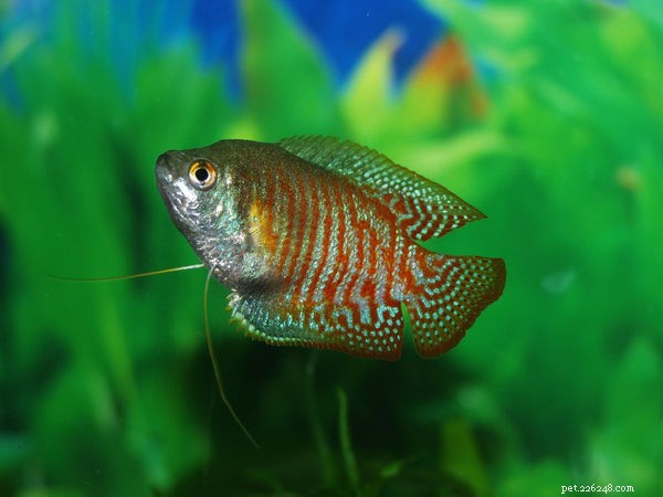 Expert Guide: Caring for Your Freshwater Fish Tank