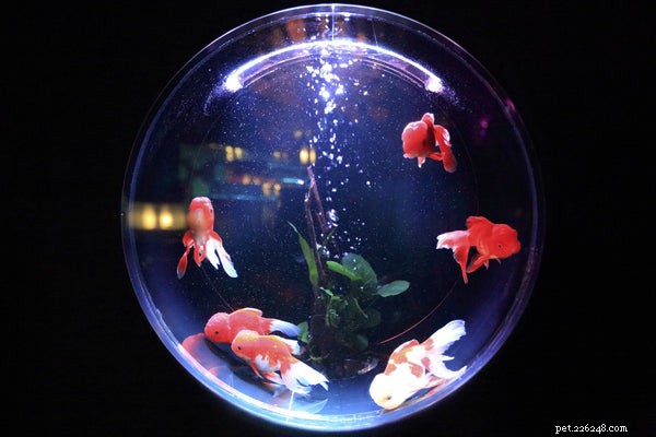 Expert Guide: Caring for Your Freshwater Fish Tank